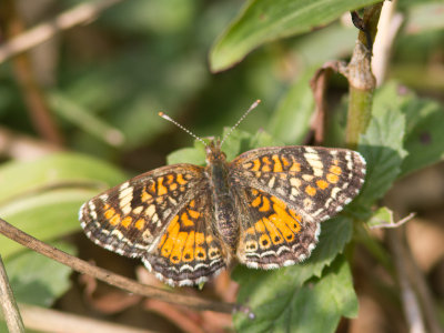 Phaon Crescent / Phyciodes phaon