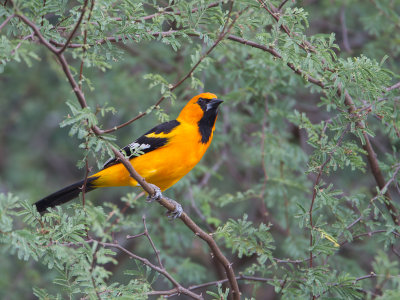 Altamira Oriole / Altamiratroepiaal / Icterus gularis