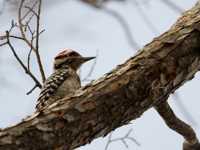 Ladder-backed Woodpecker / Ladderspecht / Picoides scalaris