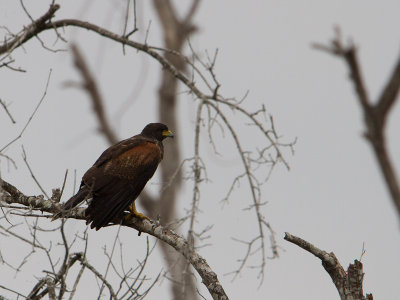 Harris's Hawk / Woestijnbuizerd / Parabuteo unicinctus