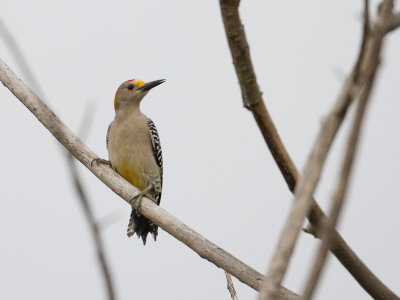 Golden-fronted Woodpecker / Goudvoorhoofdspecht / Melanerpes aurifrons  