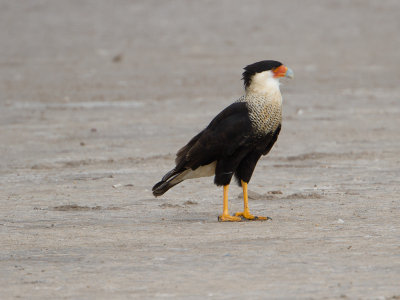 Northern Crested Caracara / Noordelijke Kuifcaracara / Caracara cheriway