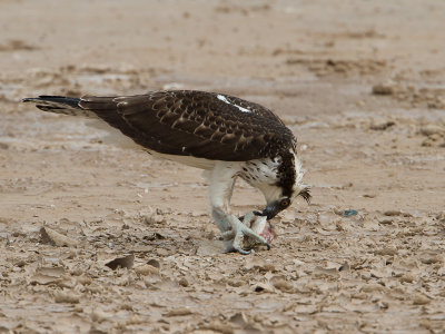 Osprey / Visarend / Pandion haliaetus 
