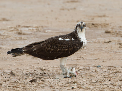 Osprey / Visarend / Pandion haliaetus 