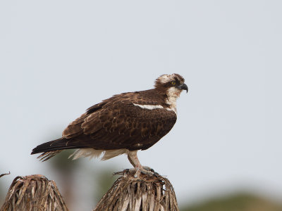 Osprey / Visarend / Pandion haliaetus 