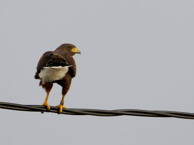 Harris's Hawk / Woestijnbuizerd / Parabuteo unicinctus