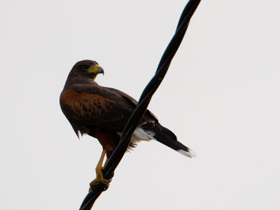 Harris's Hawk / Woestijnbuizerd / Parabuteo unicinctus
