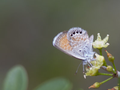 Western Pygmy Blue / Brephidium exilis 