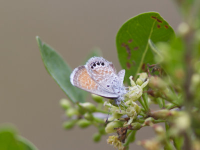 Western Pygmy Blue / Brephidium exilis 