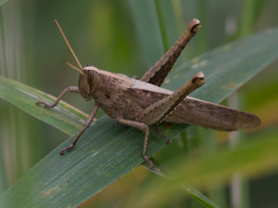 Bird Grasshopper / Schistocerca camerata