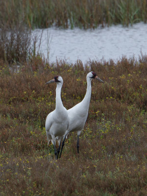 Whooper Crane / Trompetkraanvogel / Grus americana