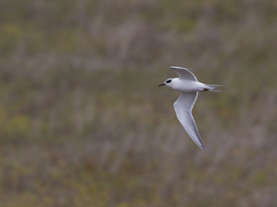 Forster's Tern / Forsters stern / Sterna forsteri 