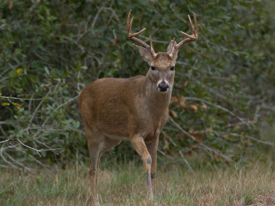 White-tailed deer / Witstaarthert / Odocoileus virginianus 