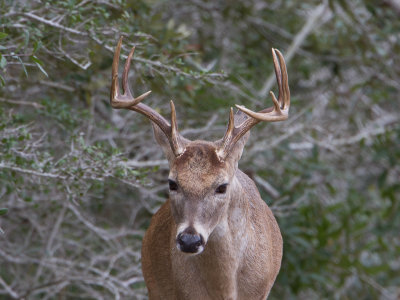 White-tailed deer / Witstaarthert / Odocoileus virginianus