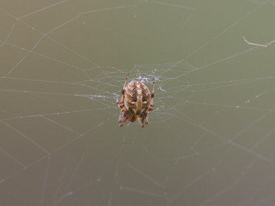 Orb Weaver Spider / Neoscona arabesca