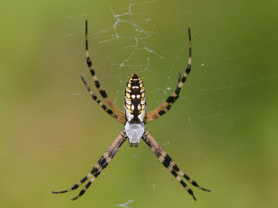 Black and Yellow Garden Spider / Argiope aurantia