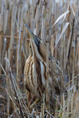 Roerdomp / Great Bittern / Botaurus stellaris