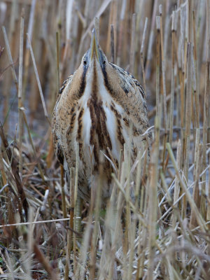 Roerdomp / Great Bittern / Botaurus stellaris