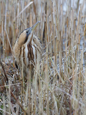 Roerdomp / Great Bittern / Botaurus stellaris