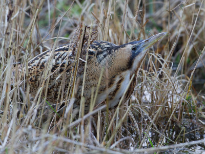 Roerdomp / Great Bittern / Botaurus stellaris