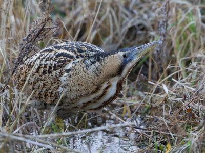 Roerdomp / Great Bittern / Botaurus stellaris