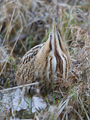 Roerdomp / Great Bittern / Botaurus stellaris