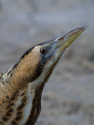 Roerdomp / Great Bittern / Botaurus stellaris