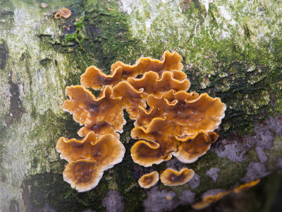 Stereum hirsutum / Gele kostzwam / False Turkey Tail