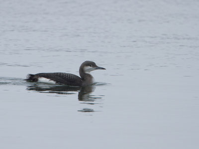 Parelduiker / Black-throated Loon / Gavia arctica