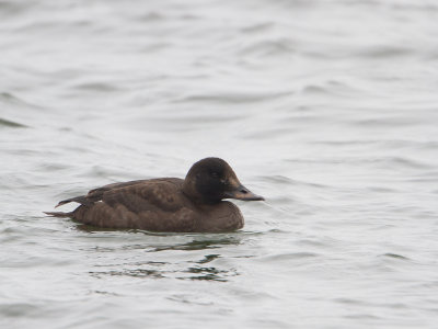 Grote zee-eend / Velvet Scoter / Melanitta fusca