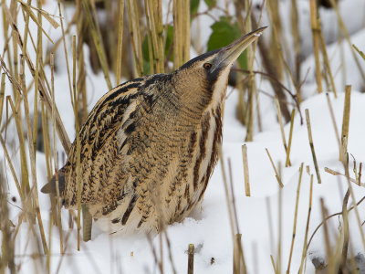 Roerdomp / Great Bittern / Botaurus stellaris