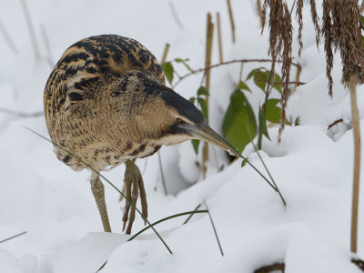Roerdomp / Great Bittern / Botaurus stellaris
