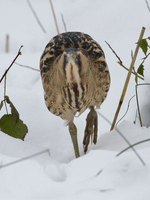 Roerdomp / Great Bittern / Botaurus stellaris