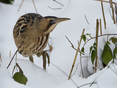 Roerdomp / Great Bittern / Botaurus stellaris