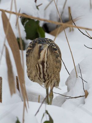 Roerdomp / Great Bittern / Botaurus stellaris