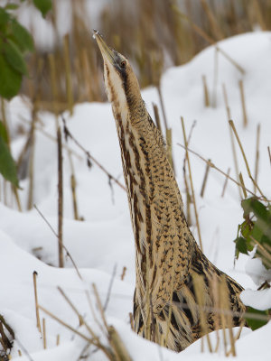 Roerdomp / Great Bittern / Botaurus stellaris