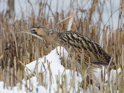 Roerdomp / Great Bittern / Botaurus stellaris