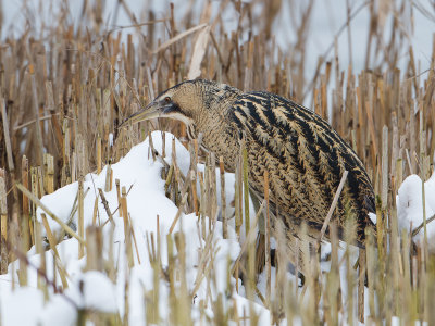 Roerdomp / Great Bittern / Botaurus stellaris