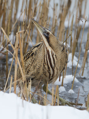 Roerdomp / Great Bittern / Botaurus stellaris