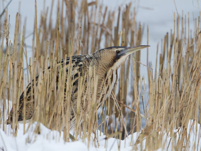 Roerdomp / Great Bittern / Botaurus stellaris
