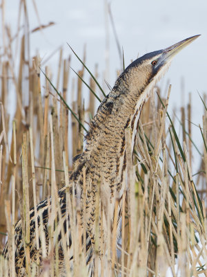 Roerdomp / Great Bittern / Botaurus stellaris