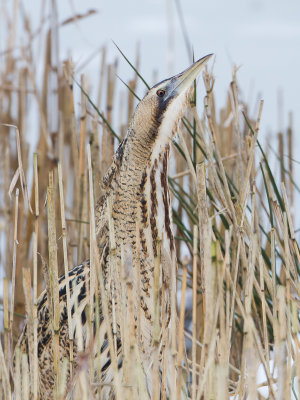 Roerdomp / Great Bittern / Botaurus stellaris