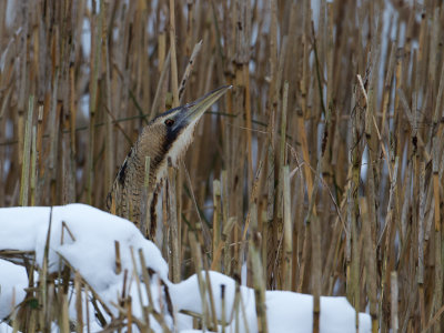 Roerdomp / Great Bittern / Botaurus stellaris