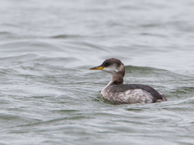 Roodhalsfuut / Red-necked Grebe  / Podiceps grisegena