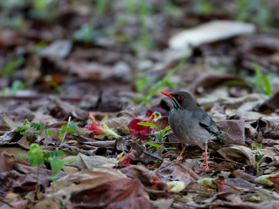 Red-legged Trush / Roodpootlijster / Turdus plumbeus