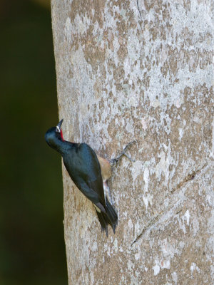 Puerto Rican Woodpecker / Puerto-Ricospecht / Melanerpes portoricensis