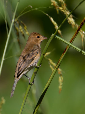 Indigo Bunting / Indigogors / Passerina cyanea