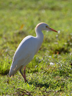 Cattle Egret / Koereiger / Bubulcus ibis 