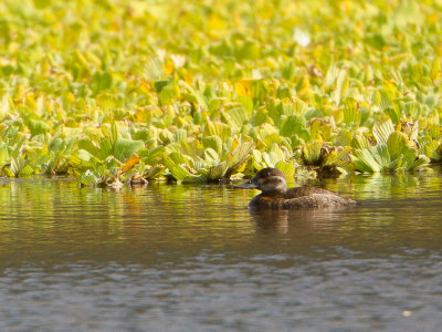 Ruddy Duck / Rosse stekelstaart / Tadorna ferruginea