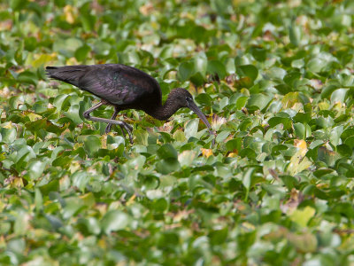 Glossy Ibis / Zwarte ibis / Plegadis falcinellus 